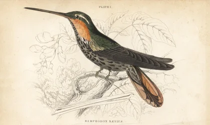 Zaagbekheremiet, Ramphodon naevius (Gevlekte zaagbekkolibrie) - William Jardine