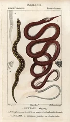 Zaagschubadder, scytale zigzag, Echis carinatus, en Madagaskar bladneusslang, langaha met puntige snuit, Langaha madagascariensis