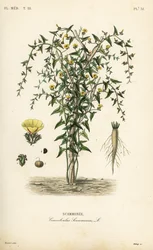 Scammony, Convolvulus scammonia, Scammonee