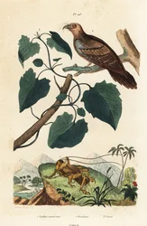 Schizodactylus monstrosus krekel, olievoogel, Steatornis caripensis, en Mikania guaco wijnstok
