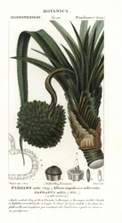 Schroefpalm, Pandanus utilis