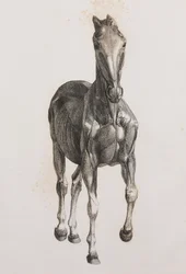 Tweede ontlede laag van een paard, vooraanzicht