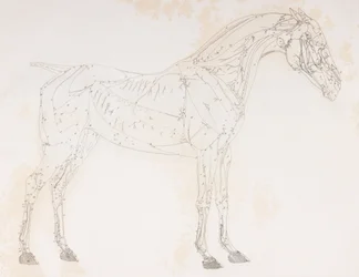 Tweede ontlede laag van een paard, zijaanzicht