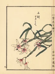 Sekkoku, Mohl