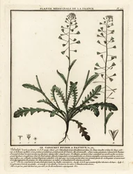 Herderstasje, Capsella bursa-pastoris
