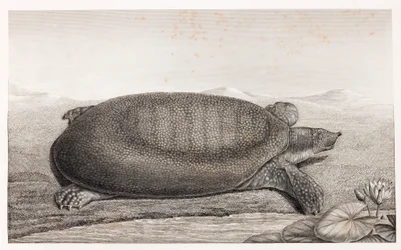 Zijaanzicht van een schildpad