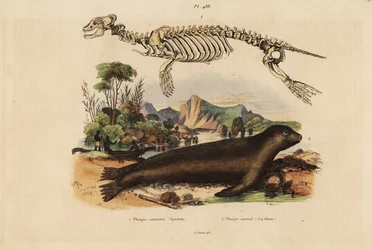 Skelet van de gewone zeehond, Phoca vitulina 1, en de Australische zeeleeuw, Neophoca cinerea 2