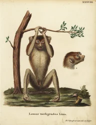 Langzame lemur of rode slanke lori, Loris tardigradus. Bedreigd. Lemur tardigradus Linn. Handgekleurde kopergravure getekend en gegraveerd naar de natuur door Hermann Jakob Tyroff uit Johann Christian Daniel Schreber