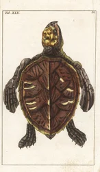 Bijtschildpad of Schubdier - Sterk Water door Gottlieb Tobias Wilhelm (1758-1811), uit Encyclopedie of Natural History: Amphibians