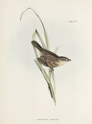 Mussen of vinken, ca. 1832-1836