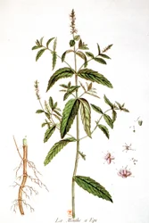 Pepermunt