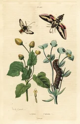 Wolfsmelkpijlstaart, Hyles euphorbiae, en rups, horzelmot, Sesia apiformis, en tandpijnplant, Spilanthes soorten