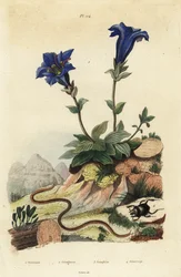 Stengelloze gentiaan, Gentiana acaulis 1, Clavaria ophioglossoides 2, duizendpoot, Geophilus walckenaerii 3 en mestkever, Geotrupes momus 4