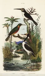 Ooievaar, Jabiru mycteria, roodstaartglansvogel, Galbula ruficauda, en drieteenglansvogel, Jacamaralcyon tridactyla