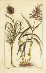 Suikerriet, Saccharum officinarum