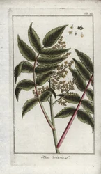 Sumak van corroyers of reizigers, of corroyere (Rhus coriaria). Lithografie uit “Afbeelding der Artseny-Gewassen” door Johannes Zorn (1739-1799), Nederland