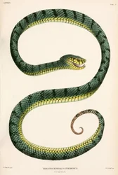 Sumatraanse groefkopadder, Indonesië