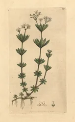Lievevrouwebedstro, Galium odoratum (Zoete houtruif of houtruif, Asperula odorata)
