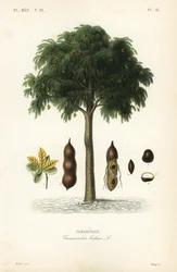 Tamarindeboom, Tamarindus indica