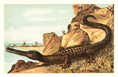 Teleosaurus cadomensis, uitgestorven soort mariene krokodil