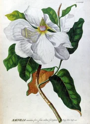 De Magnolia