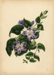 De grote blauwe maagdenpalm, Vinca major, De geneugten van herinnering