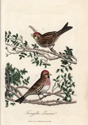 De sizerin of kleine linotte. Gekleurde kopergravure door George Graves, in British Ornithology