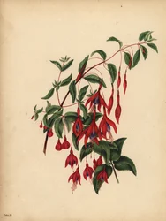 De slanke en bolvormige Fuchsia, Fuchsia magellanica, Smaak