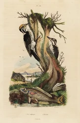 Drieteenspecht, Picoides tridactylus, en picarel, Spicara smaris