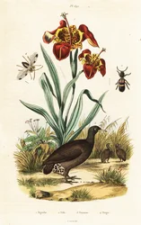 Tijgeriris en grote tinamoe