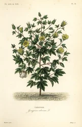 Boomkatoen, Gossypium arboreum