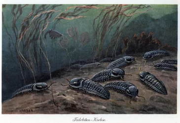 Trilobieten (drie lobben), fossiele mariene geleedpotigen van de familie Trilobia, die leefden tijdens het Paleozoïcum (primaire tijdperk), van Cambrium tot Perm. Kleurillustratie door Heinrich Harder (1858-1935), in "Tiere der Urwelt" (Dieren van de Prehi