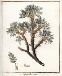 True Astragalus - Lithografie door F. Guimpel, uit medische botanie door Friedrich Gottlob Haynes (1763-1832), Berlijn