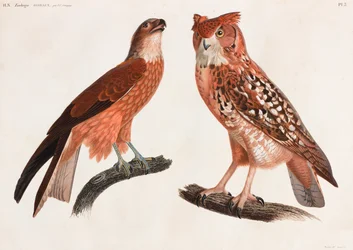 Twee kleurenillustraties van vogels