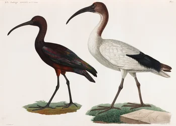 Twee kleurenillustraties van vogels