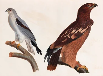 Twee kleurenillustraties van vogels