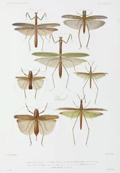 Soorten insecten, Australië en Indonesië