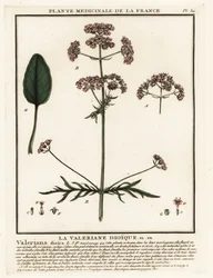 Valeriaan, Valeriana dioica