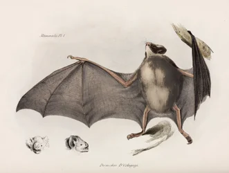 Vampier vleermuis, Zuid-Amerika, ca. 1832-1836