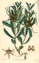 Variëteit door Brachystelma (Brachystelma crispum)