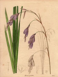 Variëteit van iris (Sparaxis pendula), genaamd Harlekijnbloem, inheems in Zuid-Afrika, met hangende bloemen van lila kleur. Illustratie door R. Mills (actief 1836-1842), in The Botanist, serie door Benjamin Maund in vijf delen, gepubliceerd tussen 1836 en 