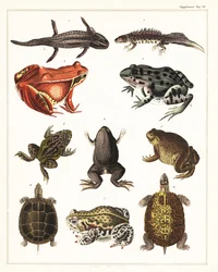 Variëteiten van amfibieën, kikkers en schildpadden