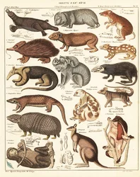 Variëteiten van buideldieren