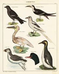 Verscheidenheid aan zeevogels (lithografie)