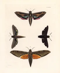 Wijnstok sfinx mot, Eummorpha vitis 1, treurige sfinx, Enyo lugubris 2, tersa sfinx, Xylophanes tersa 3, en gestreepte sfinx, Proambulyx strigilis 4. Handgekleurde lithografie uit John O. Westwood