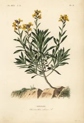 Muurbloem, Erysimum cheiri