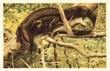 Watermonitor, Varanus salvator