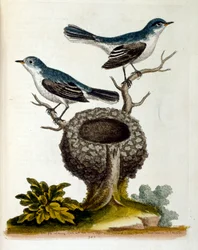 Aquarelillustratie uit een boek van zeldzame vogels door G Edwards 1750. George Edwards (1694-1773) was een Britse natuuronderzoeker en ornitholoog. Hij reisde veel door Europa, bestudeerde vooral de natuurgeschiedenis en vogels. Hij kreeg enige erkenning