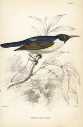 Westelijke paarsrug-zonnevogel. Handgekleurde staalgravure door William Lizars naar William Swainson uit Sir William Jardine
