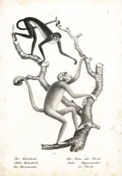 Witbuikspinaap, Ateles belzebuth (bedreigd), en noordelijke muriqui, Brachyteles hypoxanthus (Ateles hypoxanthus), ernstig bedreigd. Lithografie door Karl Joseph Brodtmann uit Heinrich Rudolf Schinz